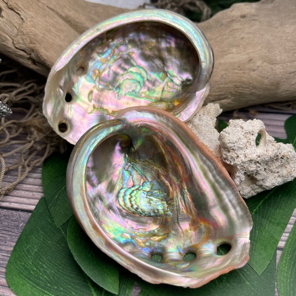 2 for 1 Special Seashells Lot 2 Interior Polished Abalone Shells Bundle Coastal - Picture 12 of 14